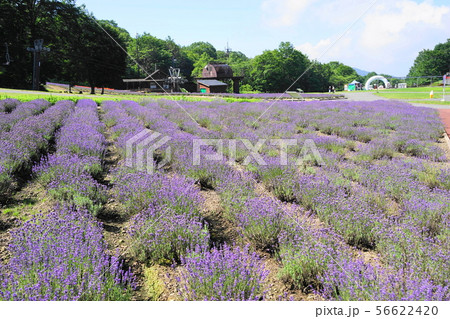 8月　沼田29ﾗﾍﾞﾝﾀﾞｰ畑･たんばらﾗﾍﾞﾝﾀﾞｰﾊﾟｰｸ 56622420