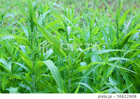 ハトムギ 畑 植物 56622608