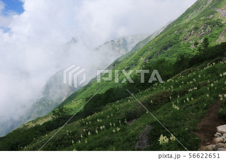 北アルプス笠ヶ岳への道　笠新道　杓子平の風景　コバイケイソウ群生 56622651