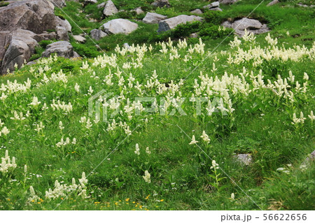 北アルプス笠ヶ岳への道　笠新道　杓子平の風景　コバイケイソウ群生 56622656