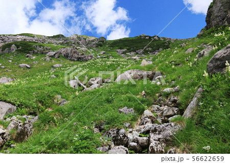 北アルプス笠ヶ岳への道 笠新道 杓子平の風景 抜戸岳への登りとコバイケイソウ群生 北アルプス笠ヶ岳への道 笠新道 杓子平の風景 抜戸岳への登りとコバイケイソウ群生 56622659