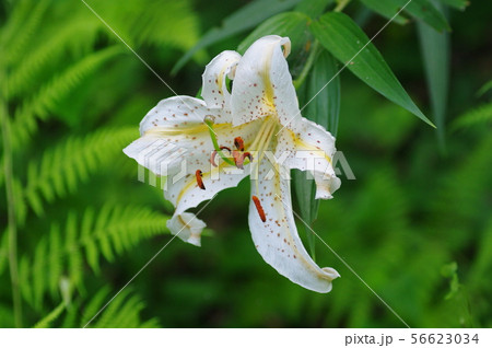 ヤマユリ Gold-banded lily ヤマユリ Gold-banded lily 56623034