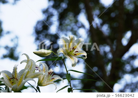 ヤマユリ　　Gold-banded lily  56623042