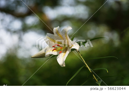 ヤマユリ Gold-banded lily ヤマユリ Gold-banded lily 56623044