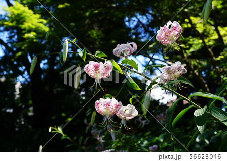 カノコユリ Lilium speciosum カノコユリ Lilium speciosum 56623046