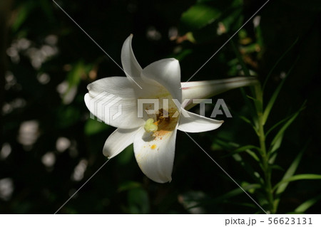 テッポウユリ　　Easter lily 56623131