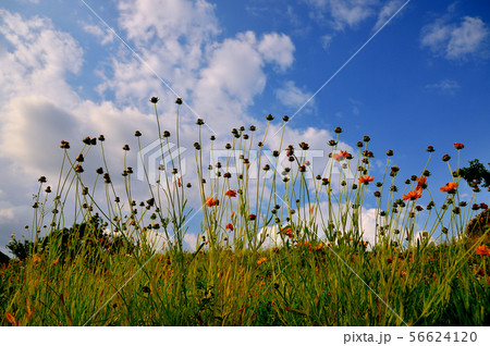 高台の過ぎゆくオオキンケイギクと青空 高台の過ぎゆくオオキンケイギクと青空 56624120