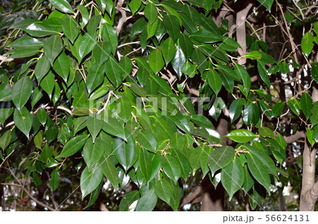ヤブツバキと推定される樹木の葉を冬に撮影した写真 56624131