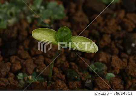 自然　植物　ツルウメモドキ、四月初め。双葉の真ん中から本葉が出てきました 56624512