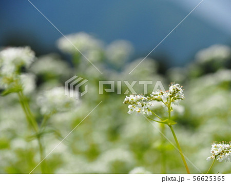そばの花 そばの花 56625365