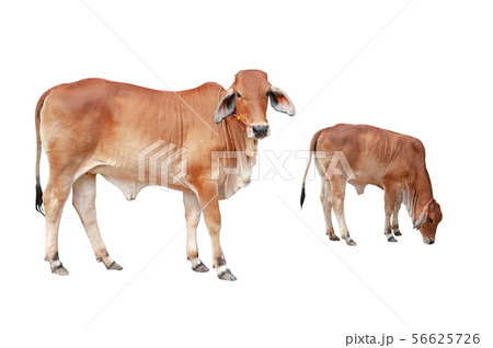 Cows isolated on a white background. Cows isolated on a white background. 56625726