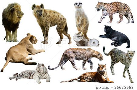 Set of African predators isolated over white Set of African predators isolated over white 56625968
