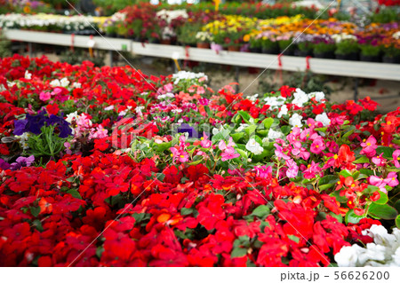 View of different bloomy flowers begonia growing in greenhouse View of different bloomy flowers begonia growing in greenhouse 56626200