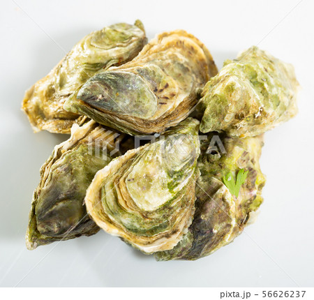 Image of tasty raw closed oysters on white background Image of tasty raw closed oysters on white background 56626237