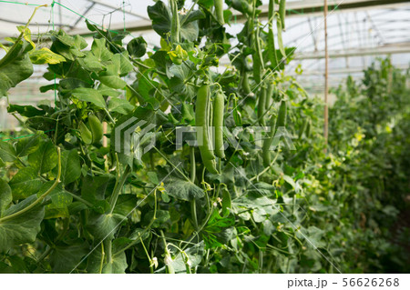 Green peas growing in hothouse Green peas growing in hothouse 56626268