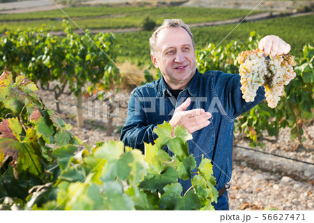 Man gathers grapes 56627471