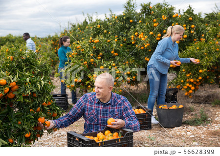 Workers picking mandarins in boxes on farm 56628399