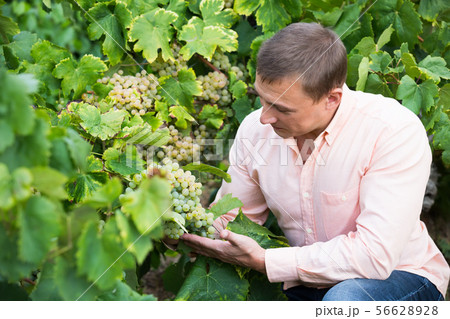 farmer near grapes in vineyard . farmer near grapes in vineyard . 56628928