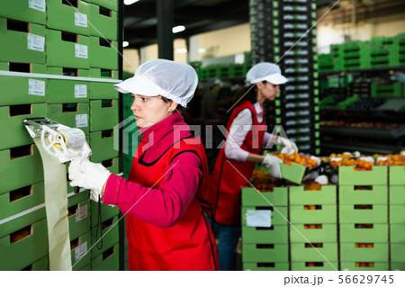 worker in uniform stickering barcodes on boxes of apricots 56629745