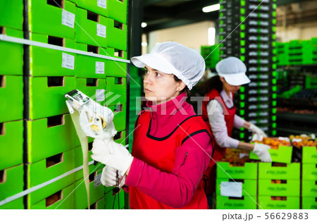 worker in uniform stickering barcodes on boxes of apricots 56629883