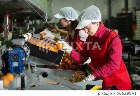 Adult female sorting apricots on producing line 56629941