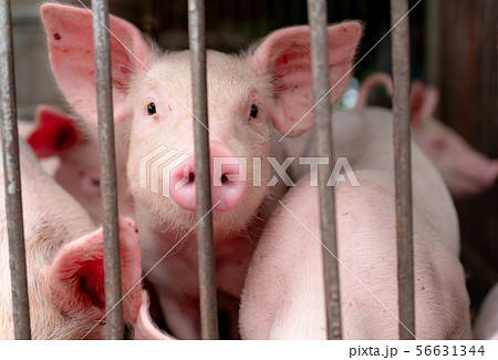 Cute piglet in farm. Happy and healthy small pig. 56631344