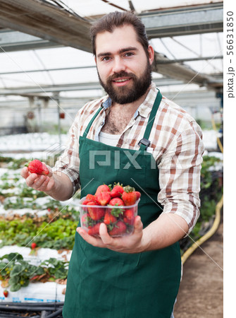 Farmer picks ripe strawberries in a greenhouse Farmer picks ripe strawberries in a greenhouse 56631850