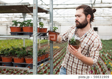 Farmer checking tomato seedlings Farmer checking tomato seedlings 56631909
