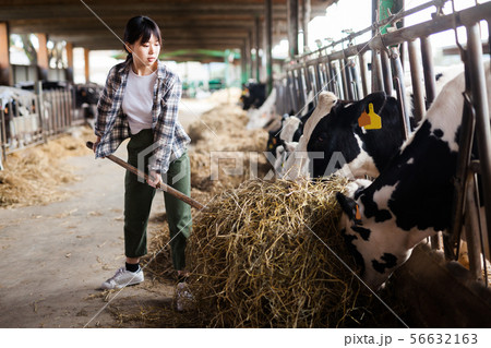 Portrait of active chinese female employee working in cowshed on farm 56632163