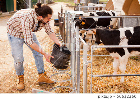 Farmer caring about calves 56632260