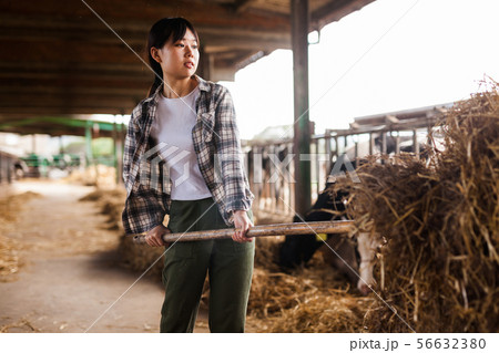 Female farmer who is feeding beasts at the cow farm Female farmer who is feeding beasts at the cow farm 56632380