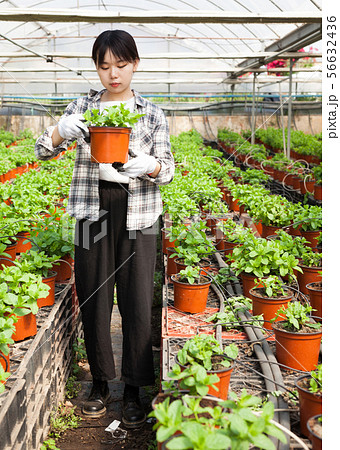Chinese woman caring for mint plant in a greenhouse Chinese woman caring for mint plant in a greenhouse 56632436