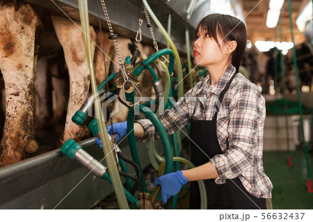 Milkmaid in apron in barn with automatical cow milking machines 56632437