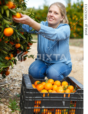 Female farmer picking carefully ripe mandarins Female farmer picking carefully ripe mandarins 56632553