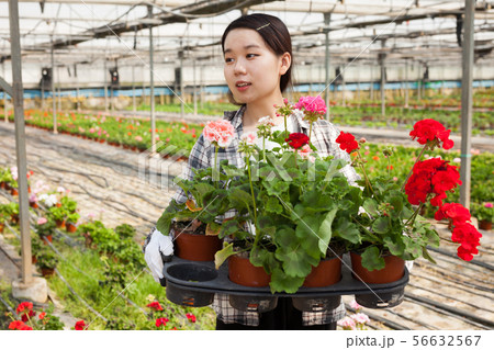 Happy chinese woman or gardener holding flowers geranium in greenhouse 56632567