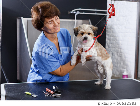 Female groomer with havanese puppy Female groomer with havanese puppy 56632583
