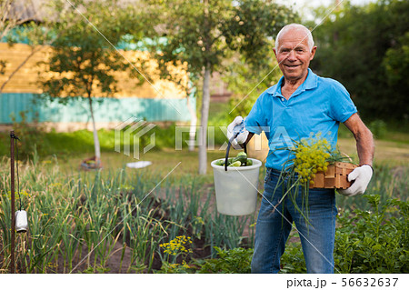 Happy gray-haired man with harvest of vegetables on his farm 56632637