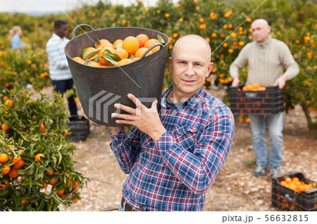 Group of farmers picking mandarins Group of farmers picking mandarins 56632815