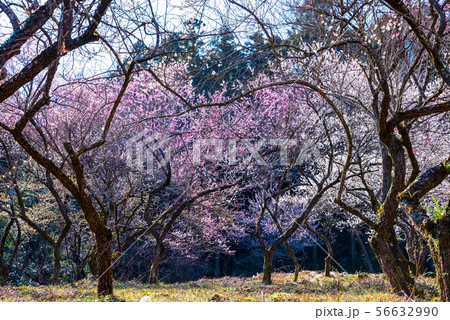 高尾梅郷 天神梅林 （東京都八王子市） 2019年3月 56632990
