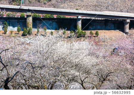 高尾梅郷 天神梅林 (東京都八王子市) 2019年3月 高尾梅郷 天神梅林 (東京都八王子市) 2019年3月 56632995