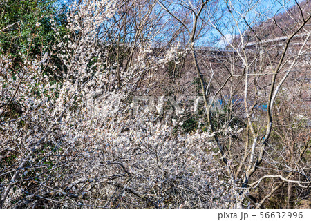 高尾梅郷 天神梅林 （東京都八王子市） 2019年3月 56632996