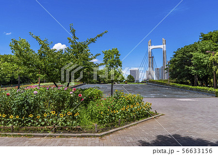 木場公園の風景 木場公園の風景 56633156