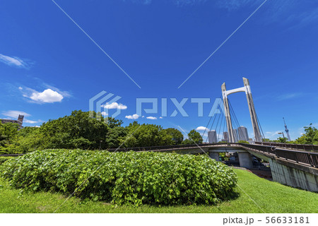 木場公園と木場公園大橋の風景 木場公園と木場公園大橋の風景 56633181