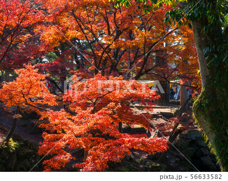 奈良公園の紅葉 56633582