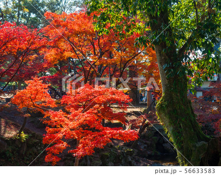 奈良公園の紅葉 56633583