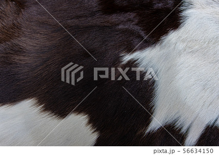 Texture of brown Cow skin coat with fur black whit 56634150