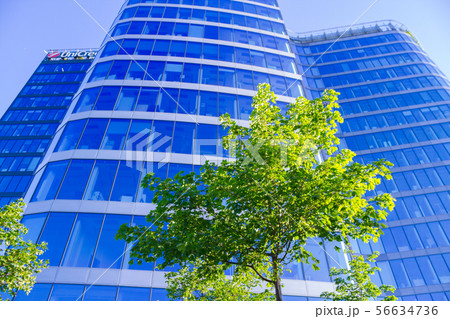 reen tree on the background of skyscraper 56634736