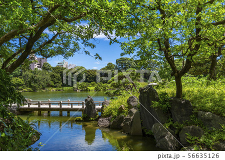 清澄庭園の風景 清澄庭園の風景 56635126