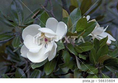 タイサンボクの花 タイサンボクの花 56635604