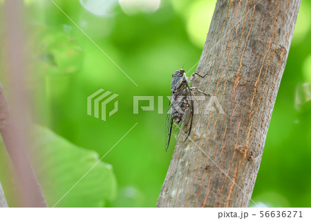 ツクツクボウシ ツクツクボウシ 56636271